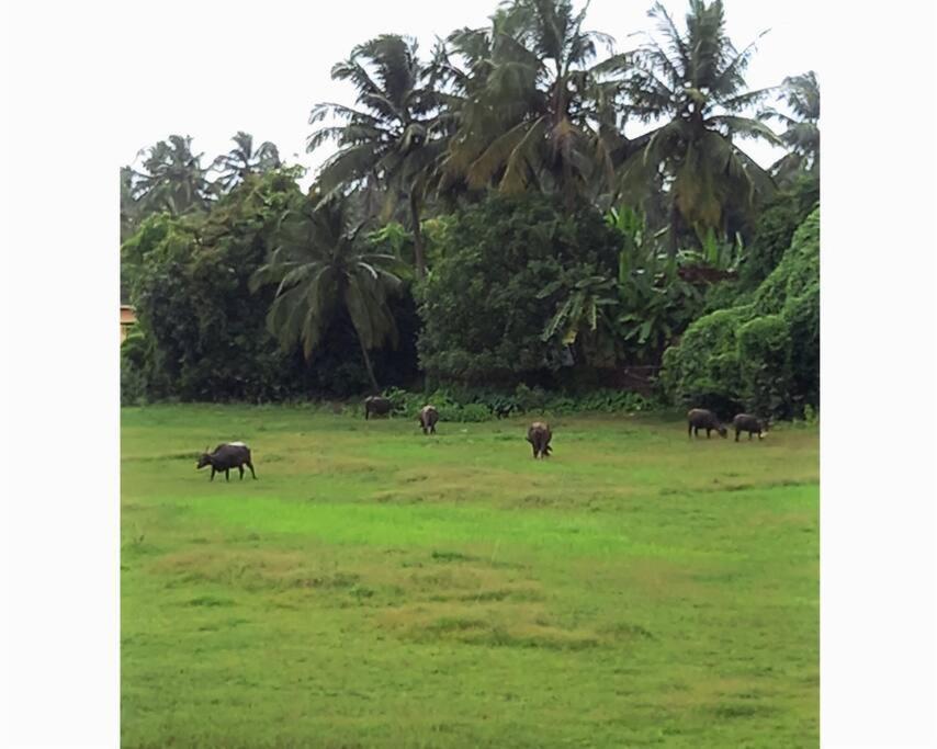 Cockerel Homestay - Traditional Beach Village - Goa Canacona Extérieur photo